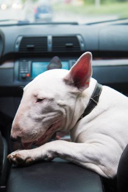 Bir dövüş köpeği köpek bir arabanın yolcu koltuğunda oturur