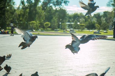 Bir sürü Güvercin uçar bir parlak güneşin ortasında parkta ve açık havada bir çeşme