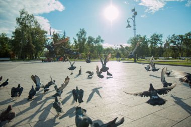 Bir sürü Güvercin uçar bir parlak güneşin ortasında parkta ve açık havada bir çeşme