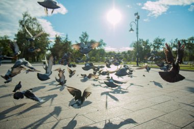 Bir sürü Güvercin uçar bir parlak güneşin ortasında parkta ve açık havada bir çeşme