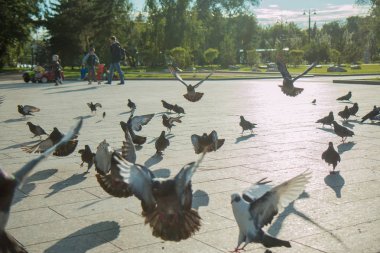 Bir sürü Güvercin uçar bir parlak güneşin ortasında parkta ve açık havada bir çeşme
