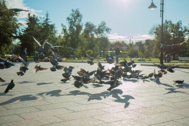 Bir sürü Güvercin uçar bir parlak güneşin ortasında parkta ve açık havada bir çeşme