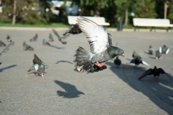 A flock of pigeons flies in the park amidst a bright sun and a fountain in clear weather — Stock Photo, Image
