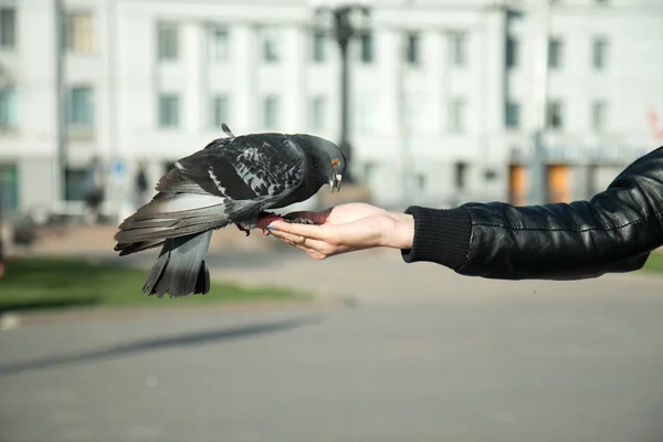 Dzikie gołębie są karmione z ręki kobiece w parku miejskim w dobrą pogodę — Zdjęcie stockowe
