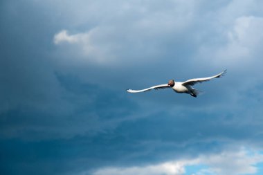 Bir nehir martı thunderclouds bulutlu havalarda çerçevede bir göl üzerinde uçar