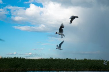 Arka planı gökyüzü ve sazlık göller su yüzeyi üzerinde bir sürü Nehri martı uçar