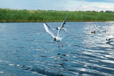 Arka planı gökyüzü ve sazlık göller su yüzeyi üzerinde bir sürü Nehri martı uçar