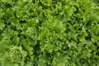 Makro çekim yeşil marul yaprağı