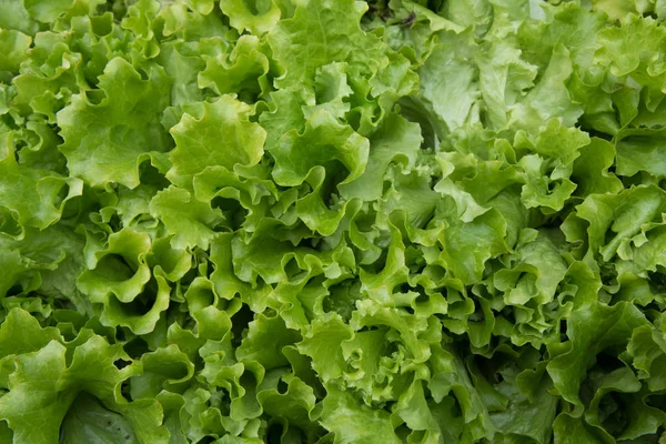 Macro shot of leaves of green lettuce — Stock Photo, Image