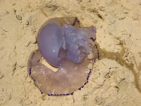 Fioletowy jellyfish rozpływa się na gorącym piasku — Zdjęcie stockowe