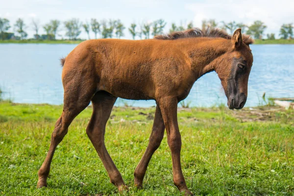 Je mladý hříbě pasoucí se u rybníka — Stock fotografie