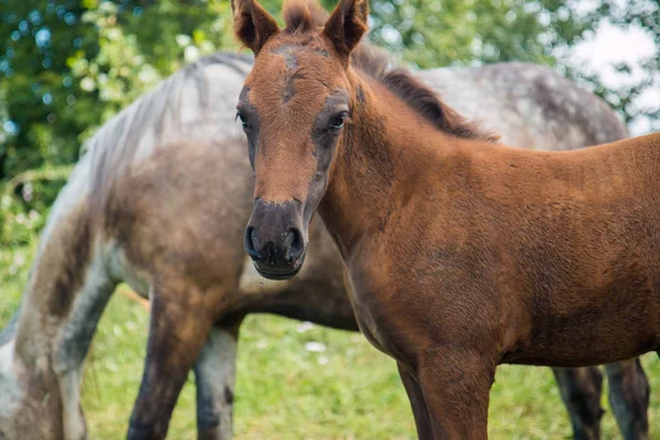 Gri bir atı ile bir tayı Köyü otlatmak kolaydır