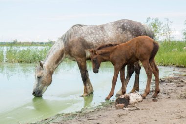 Anne at ve göl sulama yerde genç Tay