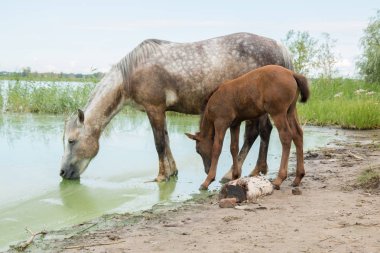 Anne at ve göl sulama yerde genç Tay