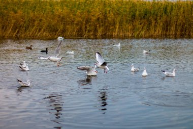 Bir sürü beyaz büyük martılar bir sonbahar park gölde balık tutma