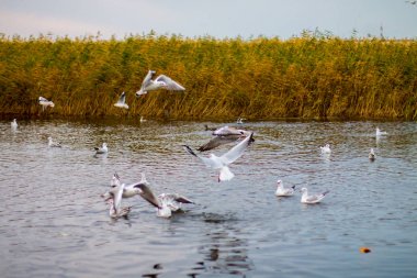 Bir sürü beyaz büyük martılar bir sonbahar park gölde balık tutma