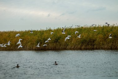 Bir sürü beyaz büyük martılar bir sonbahar park gölde balık tutma