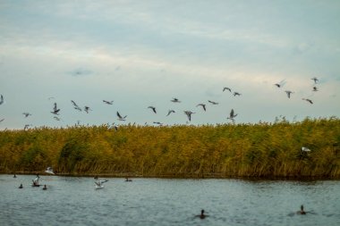 Bir sürü beyaz büyük martılar bir sonbahar park gölde balık tutma