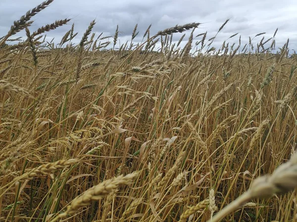 Жовте пшеничне поле і блакитне небо — стокове фото