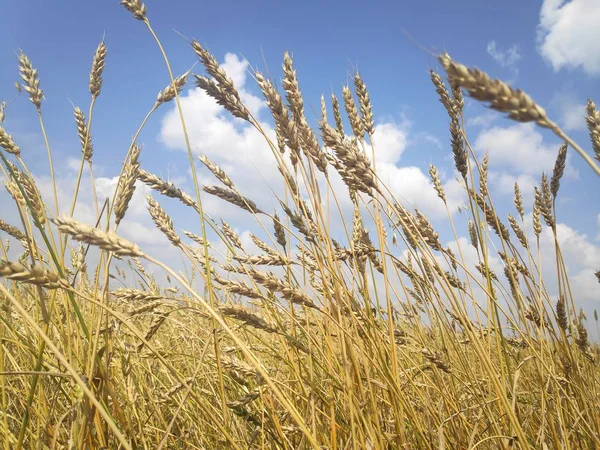 Gul vete fält och blå himmel — Stockfoto