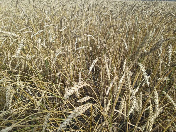 Жовте пшеничне поле і блакитне небо — стокове фото