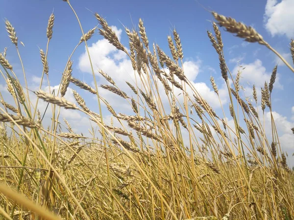 Gul vete fält och blå himmel — Stockfoto