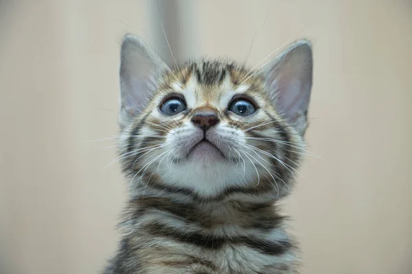 Portrait of a cute Bengal kitten — Stock Photo, Image