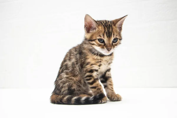 Portrait Cute Bengal Kitten Two Months Old — Stock Photo, Image