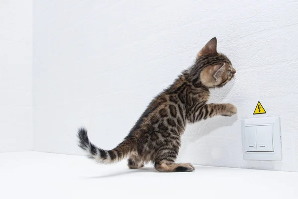 Simpatico Gattino Del Bengala Sta Giocando Tavolo Vicino Muro Bianco — Foto Stock