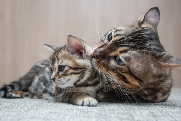 Large Adult Bengal Cat Caresses Its Kitten — Stock Photo, Image