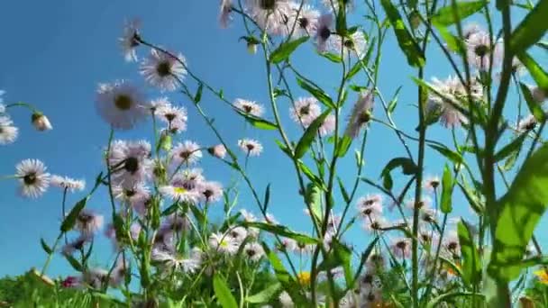 Kwiaty Rumianku Ogrodzie Trzepotanie Motyla Zbiera Nektar — Wideo stockowe