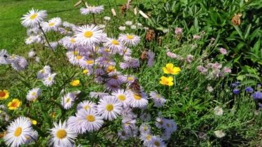 Papatya çiçekleri, kanat çırpan kelebekler, nektar toplar.