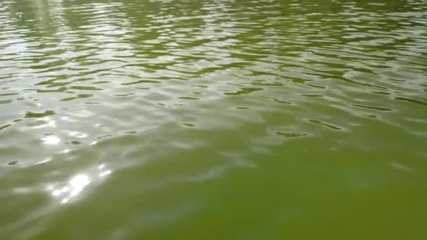 Éblouissement de la lumière du soleil à la surface de l'eau — Video