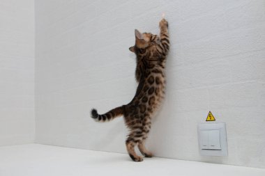 Duvarın yanındaki masada sevimli bir Bengal kedisi oynuyor.