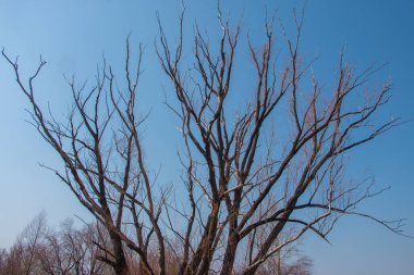 Gnarled ağaç dalları açık bir gökyüzüne karşı baharda