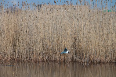 Kuru sazlıklar, eriyen buzlar ve uçan martılarla dolu bahar manzarası.