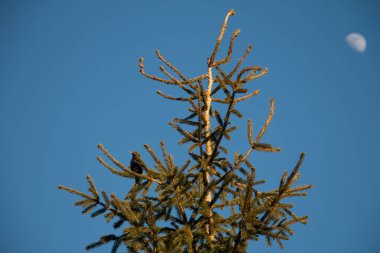 Bir dalın üzerindeki köknar ağacının tepesinde açık bir gökyüzüne karşı bir kuş ve akşamları ay oturur.