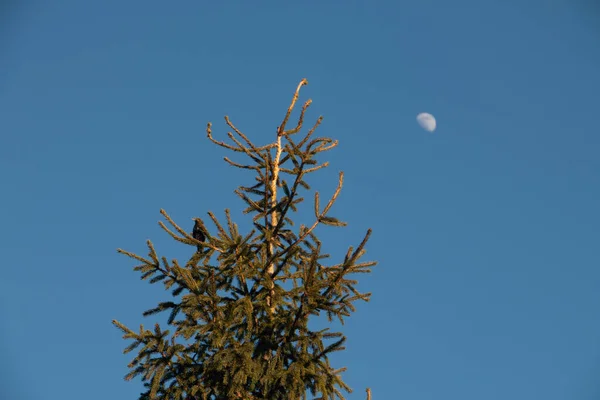 Верх Ялинки Гілці Сидить Птах Ясне Небо Місяць Ввечері — стокове фото