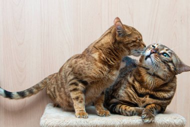 Bengal cinsinin sevimli kedileri birbirlerini okşarlar, aşk