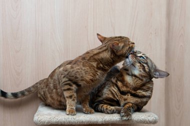 Bengal cinsinin sevimli kedileri birbirlerini okşarlar, aşk