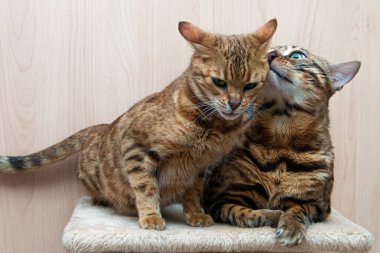 Bengal cinsinin sevimli kedileri birbirlerini okşarlar, aşk