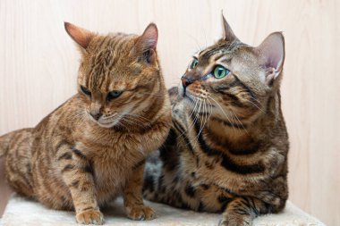 Bengal cinsinin sevimli kedileri birbirlerini okşarlar, aşk