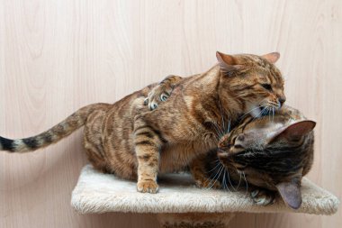 Bengal cinsinin sevimli kedileri birbirlerini okşarlar, aşk