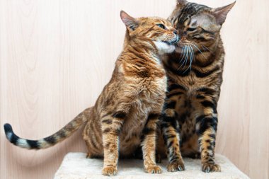 Bengal cinsinin sevimli kedileri birbirlerini okşarlar, aşk