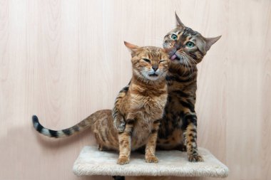 Bengal cinsinin sevimli kedileri birbirlerini okşarlar, aşk