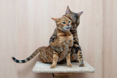 Bengal cinsinin sevimli kedileri birbirlerini okşarlar, aşk