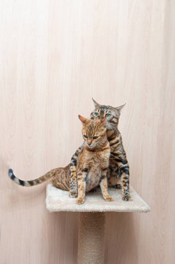 Bengal cinsinin sevimli kedileri birbirlerini okşarlar, aşk