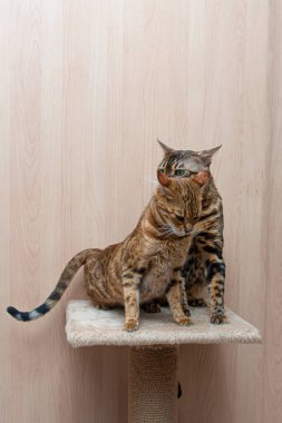 Bengal cinsinin sevimli kedileri birbirlerini okşarlar, aşk