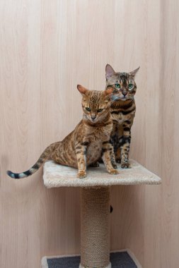 Bengal cinsinin sevimli kedileri birbirlerini okşarlar, aşk