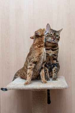 Bengal cinsinin sevimli kedileri birbirlerini okşarlar, aşk